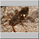 Nomada alboguttata - Wespenbiene w03 9mm.jpg